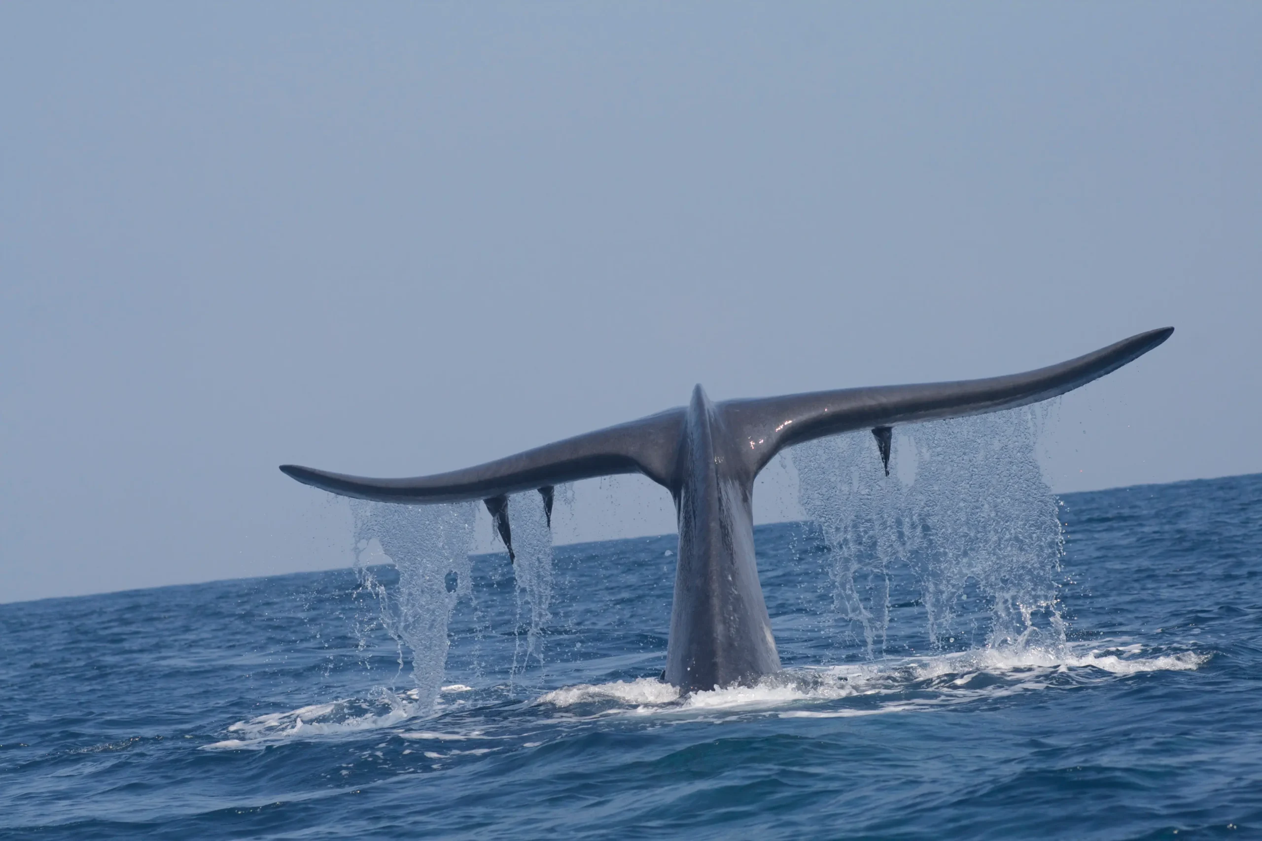 Mirissa Whale Watching