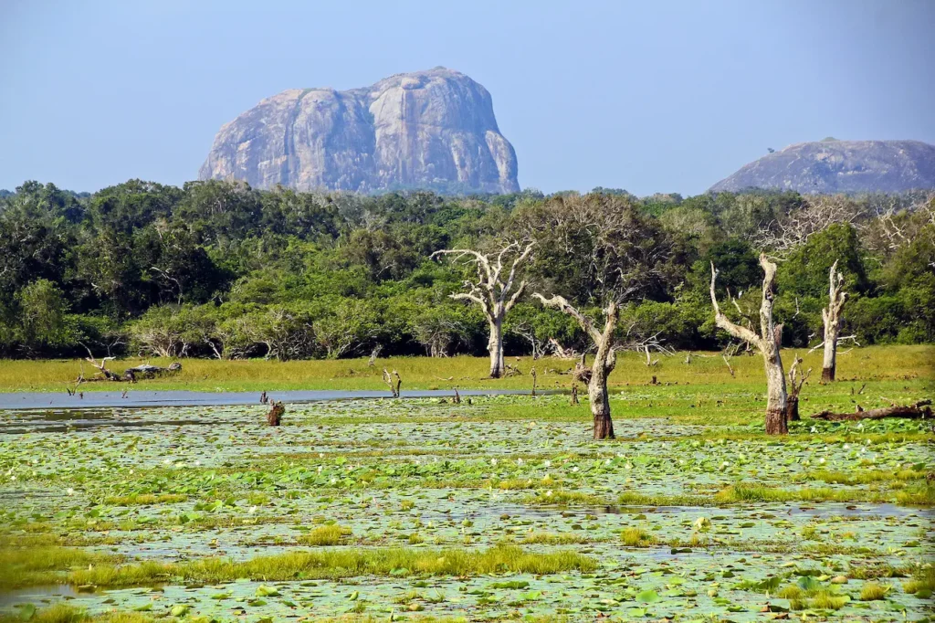 Yala_National_Park_(Sri_Lanka_2012)