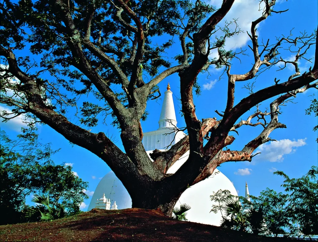 Ruwanweli Seya 02